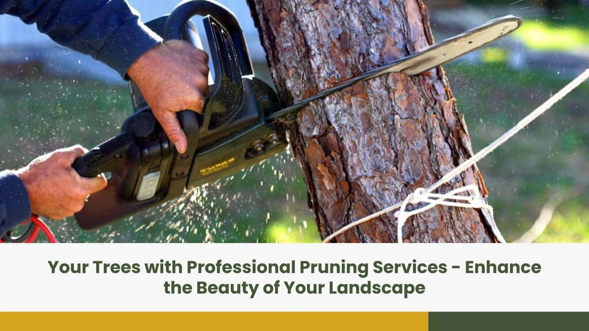 Your Trees with Professional Pruning Services - Enhance the Beauty of Your Landscape