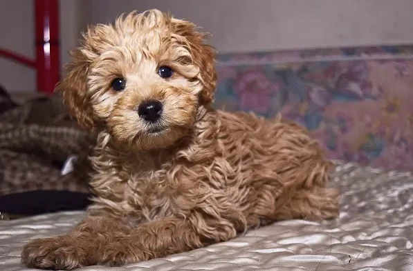 25 Dogs with Curly Tails: The Complete List