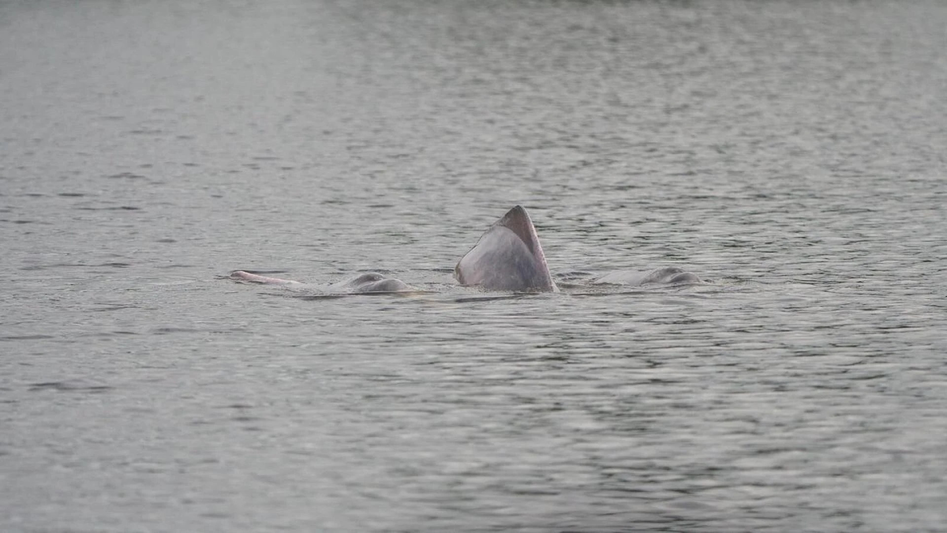 Amazon Rainforest Pink Dolphin Tour Checklist: Essentials to Pack