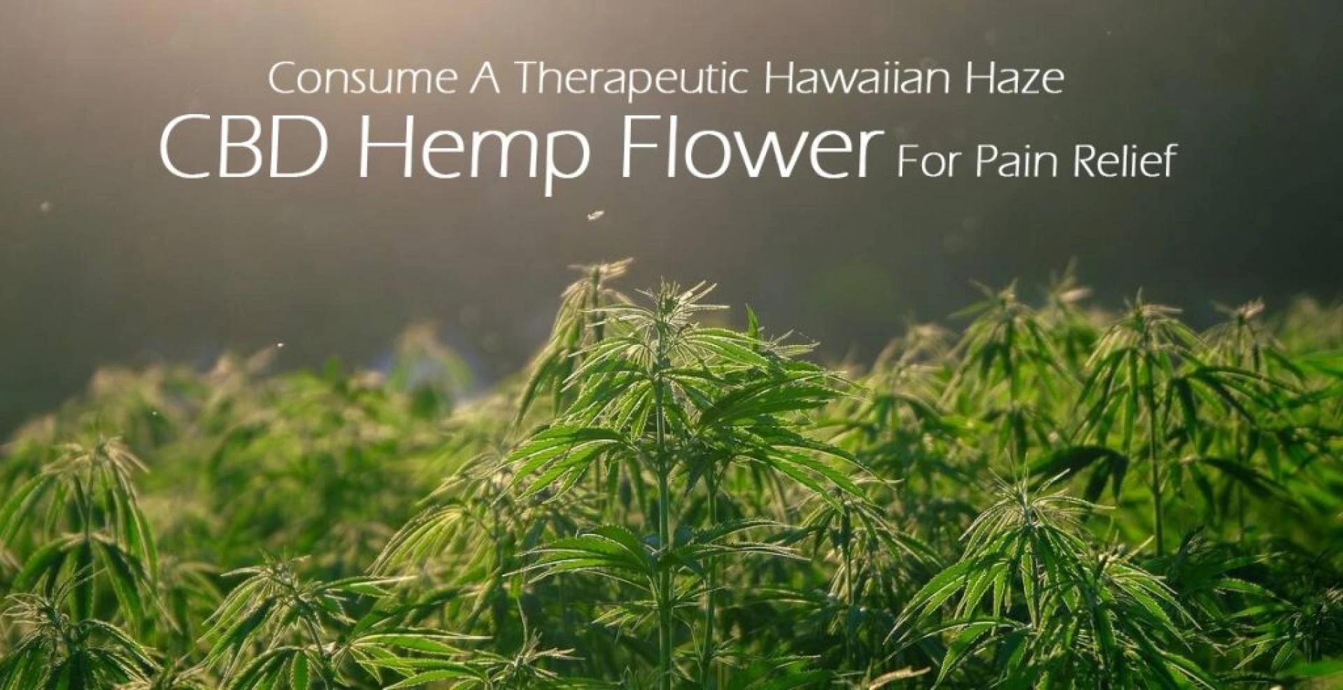 Consume A Therapeutic Hawaiian Haze CBD Hemp Flower For Pain Relief