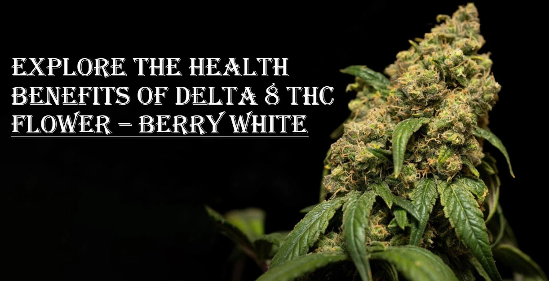 Explore The Health Benefits Of Delta 8 THC Flower – Berry White