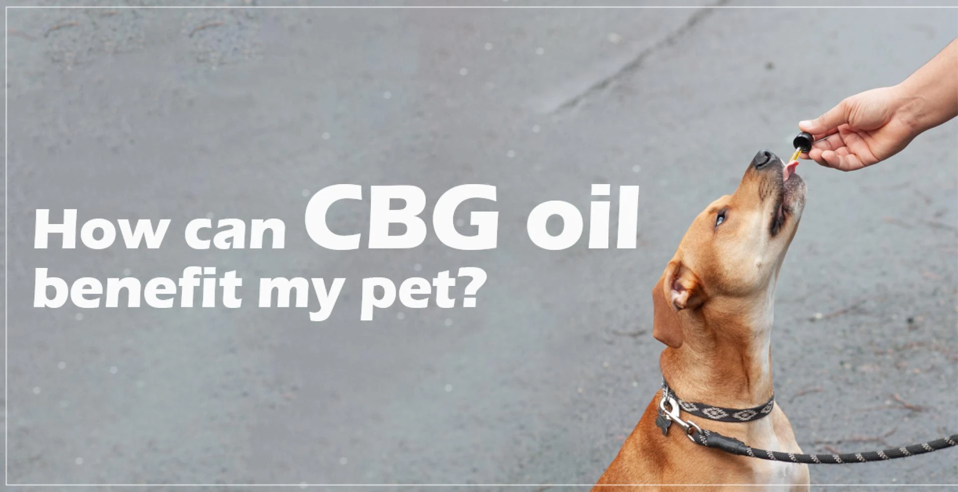How Can CBD Oil Benefit My Pets?