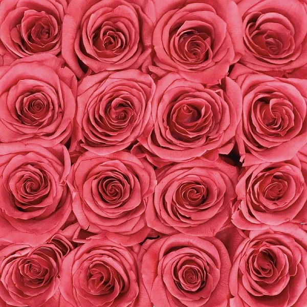 4 Differences Between Preserved Roses and Dried Flowers