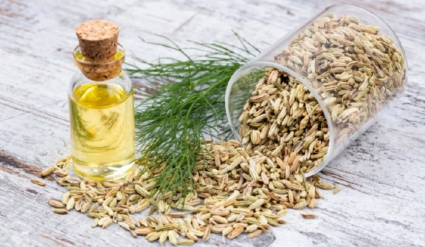 Know about drooling health benefits of Fennel Essential oil