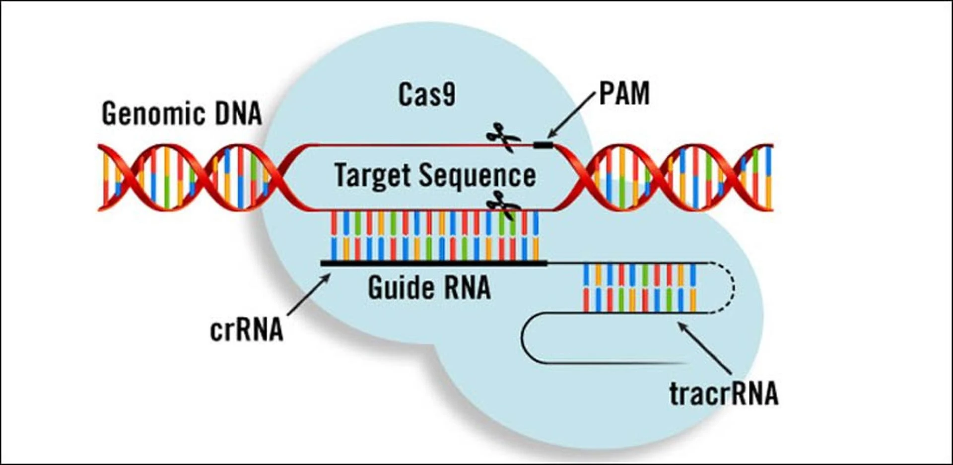 DNA Sequencing Electrophoresis Market: Unravelling Genetic Mysteries with a Projected USD 4.2 Billion by 2025