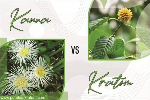 Kanna Vs. Kratom: Key Differences