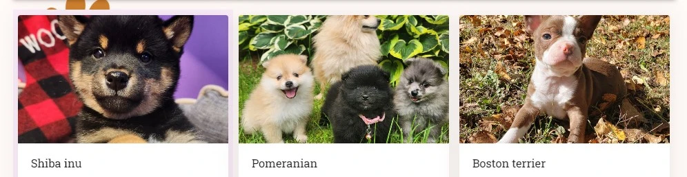 Adorable Ontario Puppies for Sale.