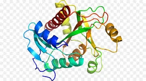 Lysosomal Acid Lipase Market 2022 Top key Players and Analysis Report Till 2028