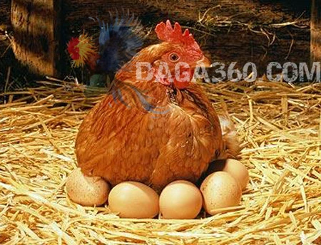 Hướng Dẫn Cách Cho Gà đẻ Tốt Mùa Nóng - Đá Gà Trực Tiếp 360