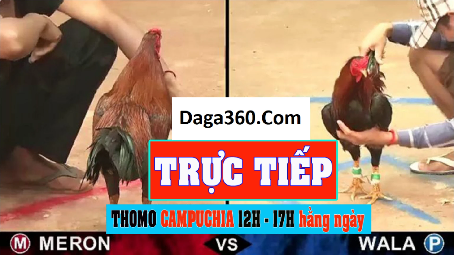 Đá gà trực tiếp 360 - Xem đá gà trực tiếp thomo campuchia
