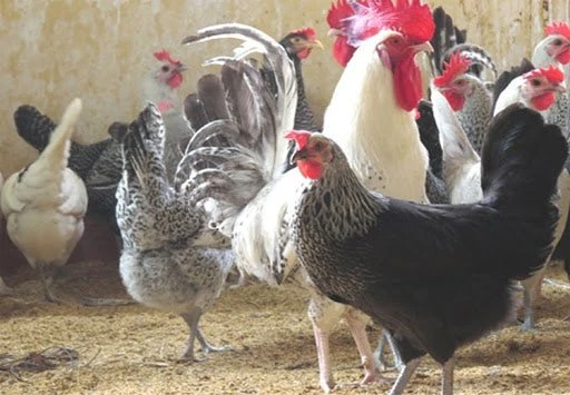 Chia Sẻ Cách Nuôi Gà Ai Cập đạt Tỷ Lệ Cao Cực Hay - Đá Gà Trực Tiếp 360