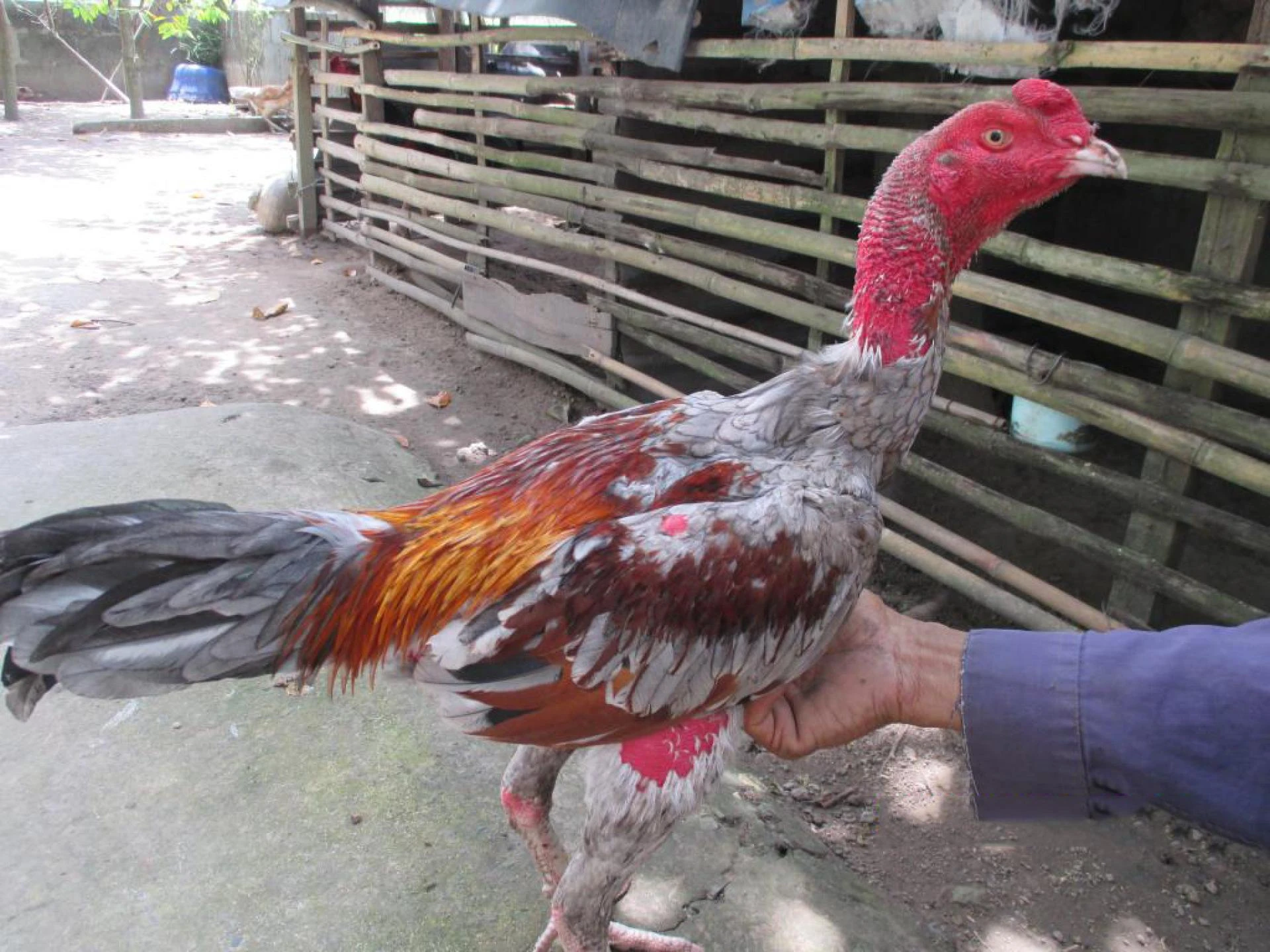 Hướng Dẫn Cách Nuôi Dưỡng Gà Chọi Chất Lượng Nhất Hiện Nay - Đá Gà Trực Tiếp 360