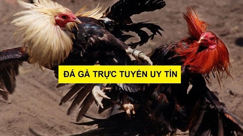 Chia Sẻ Mẹo Chơi đá Gà Trực Tuyến Tránh Bẫy “nhà Cái Lừa đảo” - Đá Gà Trực Tiếp 360