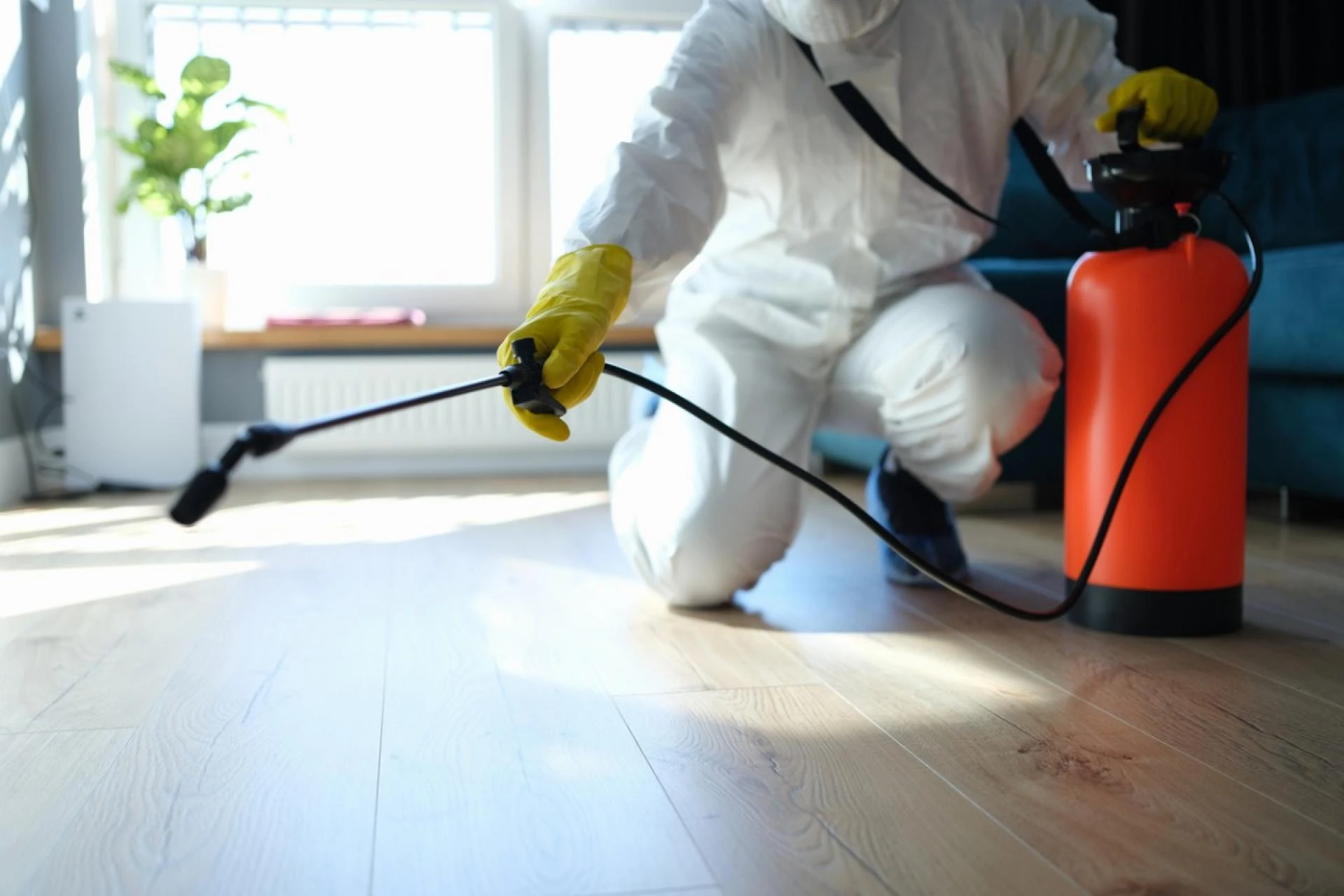 Pest Control Services: Keeping Your Home Bug-Free
