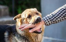 when to seek medical care after LA dog bite