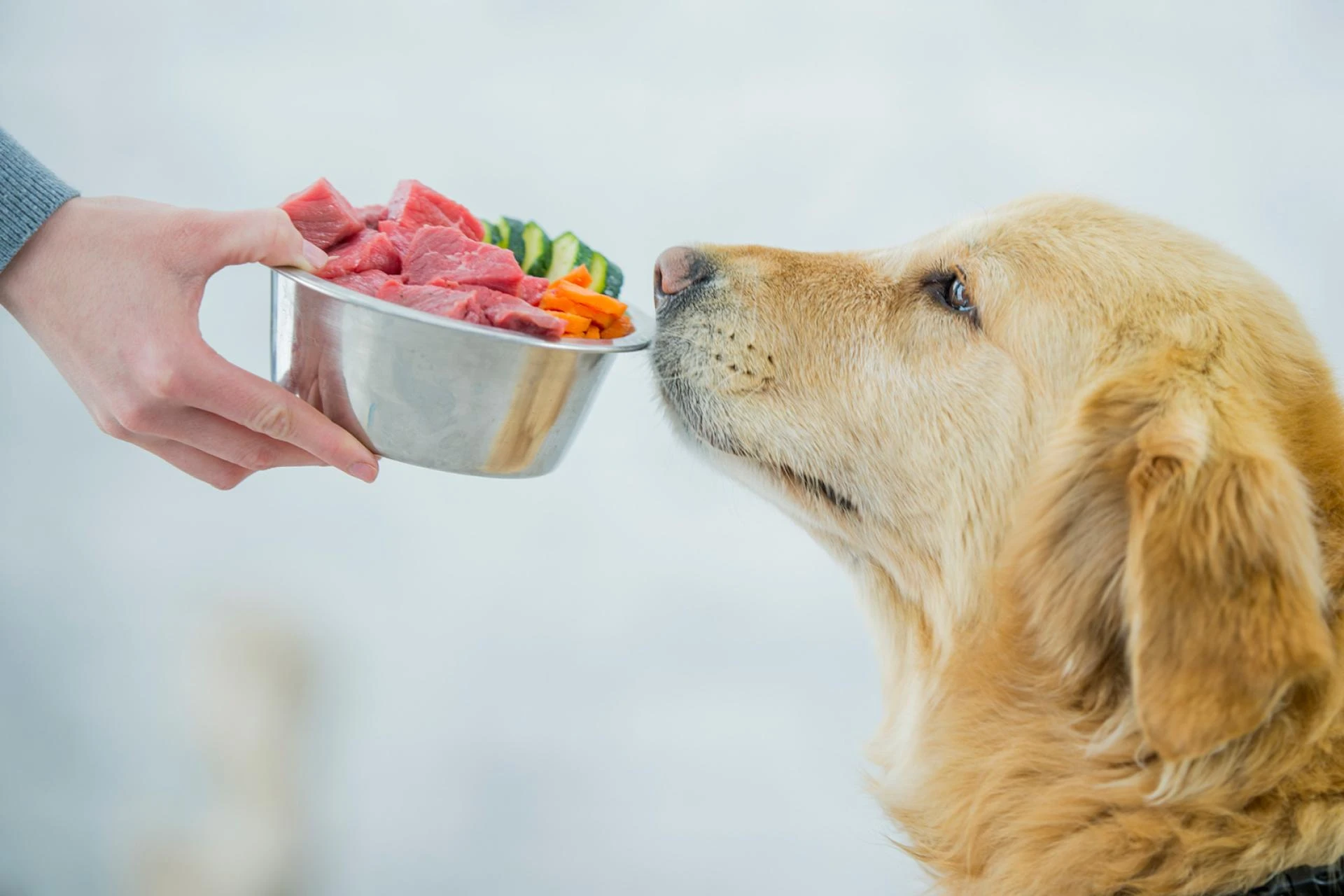 What is the healthiest pet food for dogs?