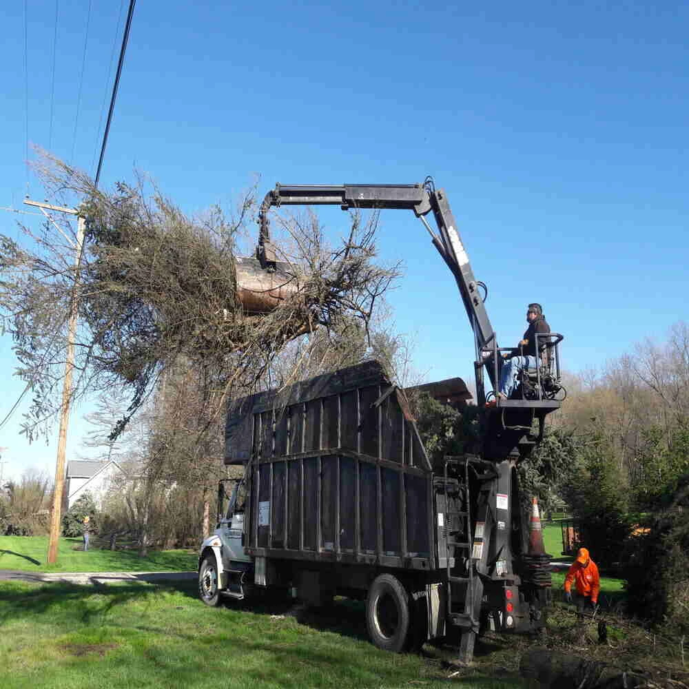 Best Gardening Tree Services in Ohio
