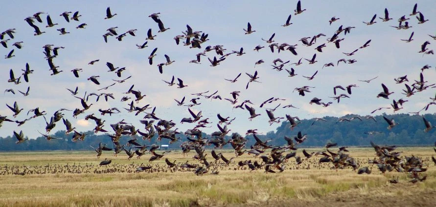 arkansas duck hunting
