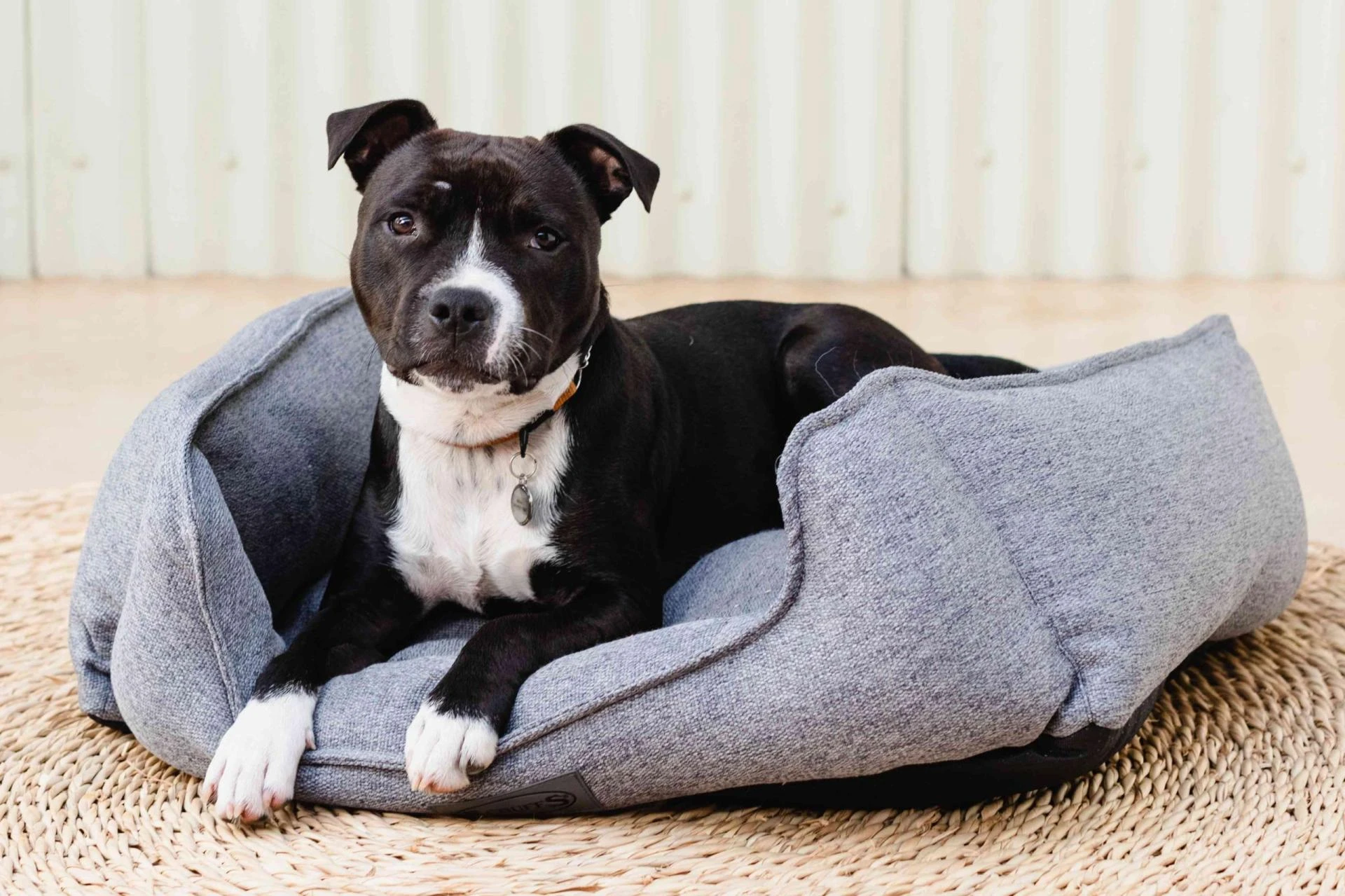 10 Secrets to a Spotless and Dry Dog Bed: Waterproofing Hacks