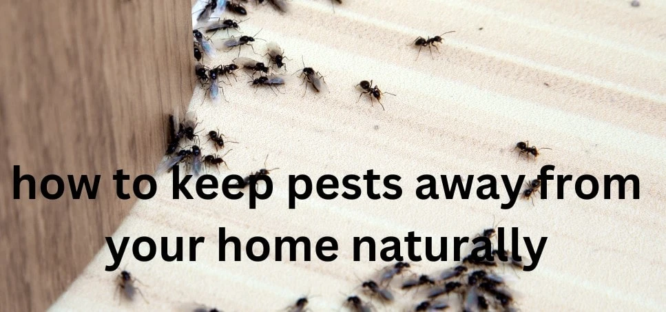 10 Natural Ways to Keep Pests Out of Your Home