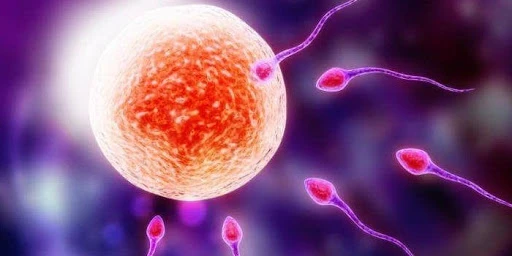 Research And Development Activities In The Field Of Artificial Sperms Are Increasing Rapidly, Which
