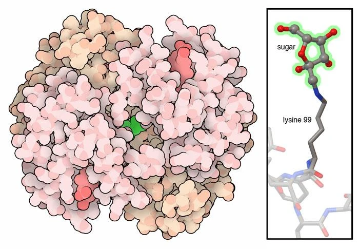Advanced Glycation End Products Market to Witness Heightened Growth During the Period 2020–2027