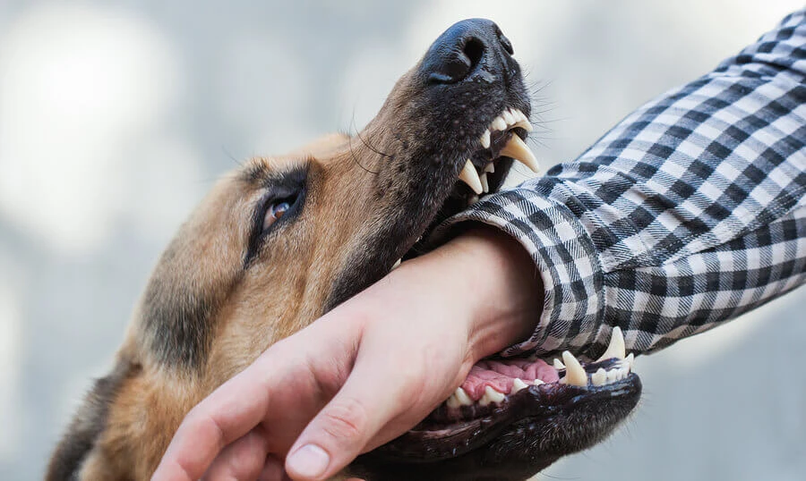 Experienced Dog Bites Attorney in Wisconsin | Doar, Drill &amp; Skow