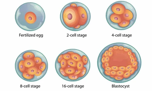 Blastocyst Culture and Day 5 Transfer
