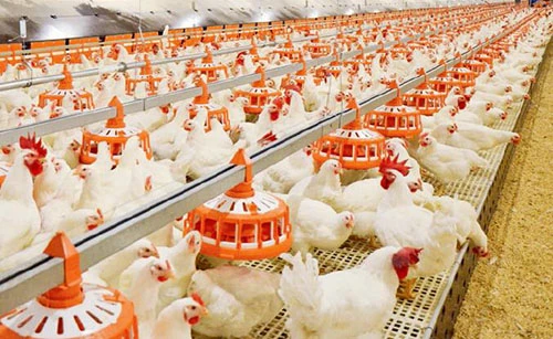 Poultry Farming Equipment Market Size, Dynamics &amp; Forecast Report to 2030