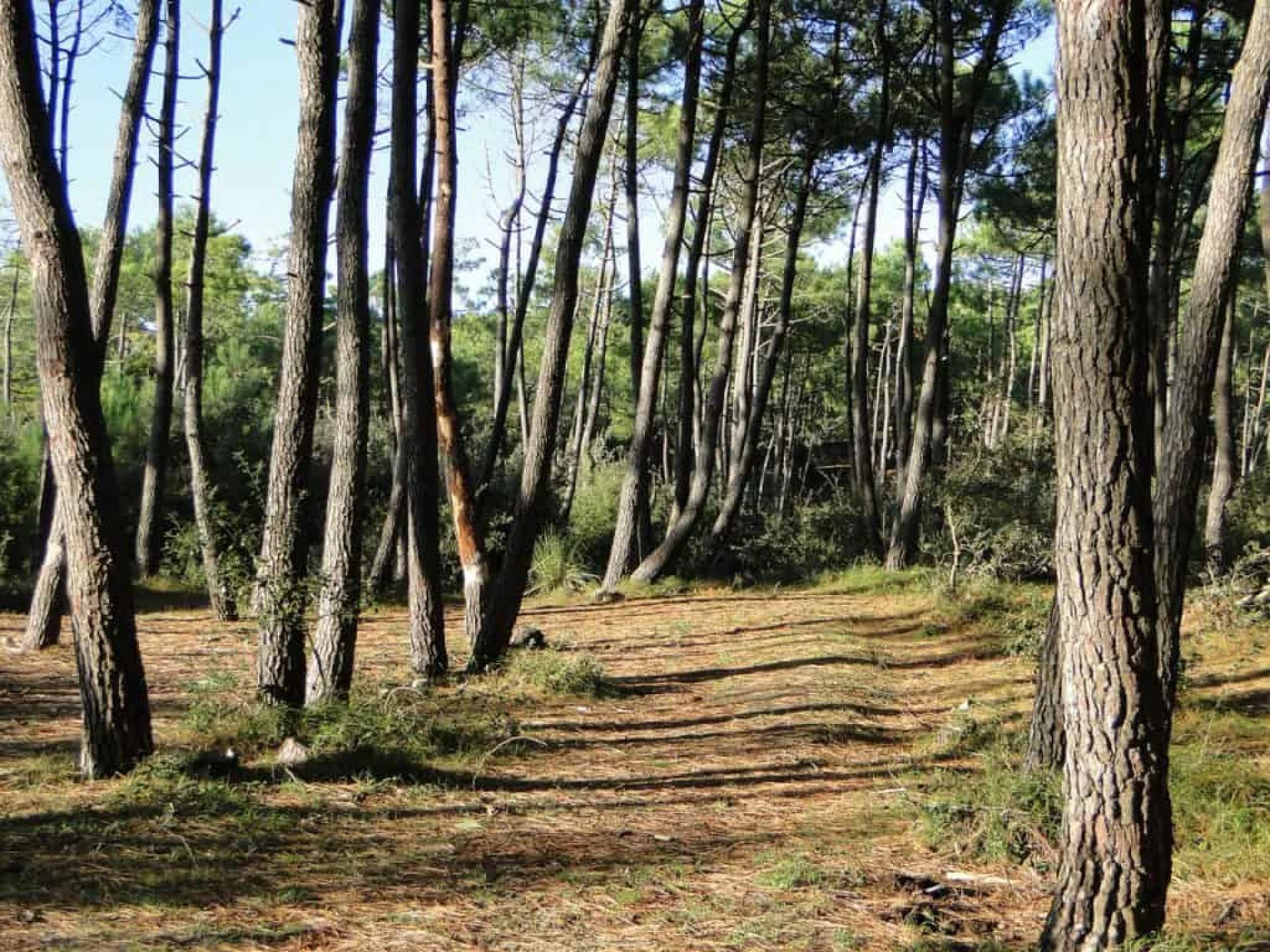 Maritime Pine Extract Market Insight | Outlook | Growth Analysis Report 2030