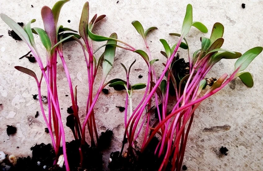 Beetroot Microgreen Market Key Players, Share &amp; Forecast Report to 2030