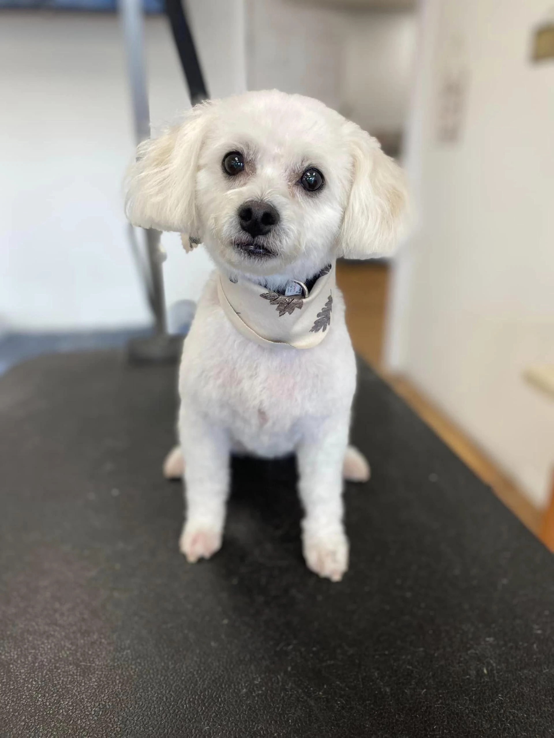 HOW TO STOP FLEA &amp; TICK INFESTATIONS