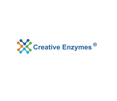 Detailed Introduction to Common Enzymes Used in Gene Cloning