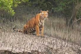2 NIGHT 3 DAYS SUNDARBAN PACKAGE