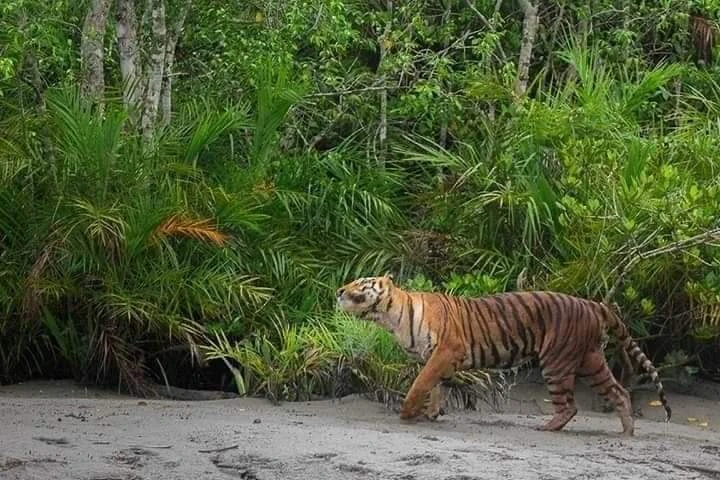 Unveiling the Mysteries of the Sundarban: A Unique Adventure Package from Kolkata