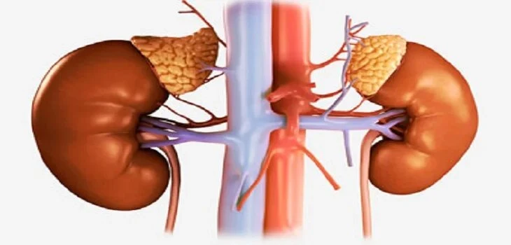 Comprehensive Kidney Dialysis Treatment in Jaipur: Top Clinics and Services