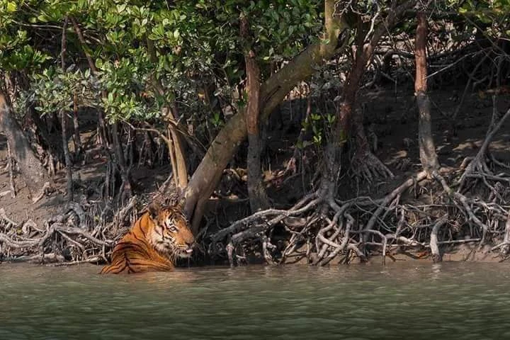 Exploring the Enchanted Sundarban : A 3-Day Journey