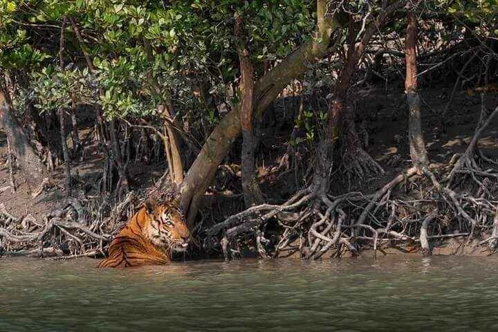Sundarban Tour 2 nights 3 days
