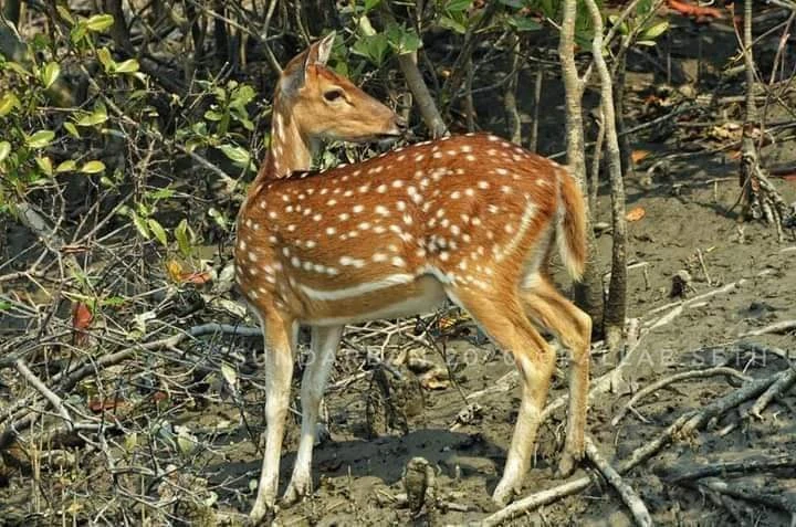 SUNDARBAN PACKAGE TOUR