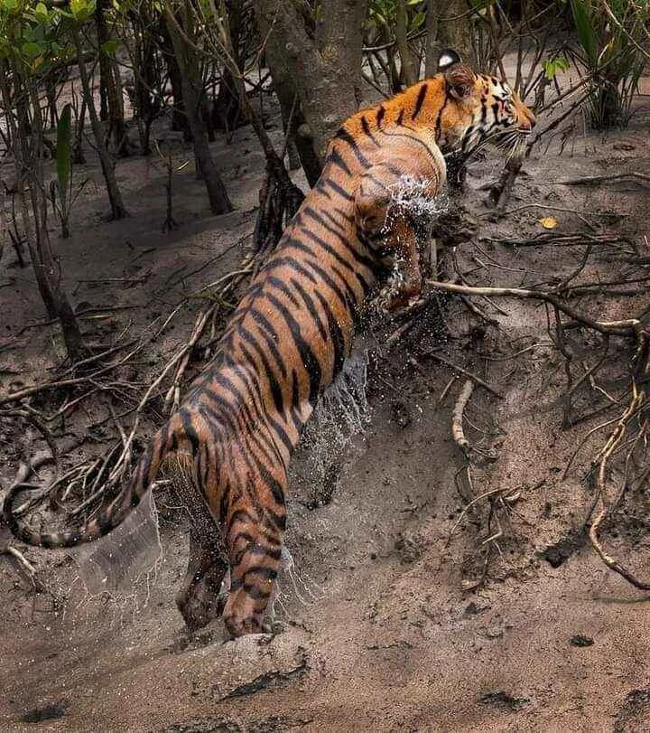 Sundarban Package tour from Kolkata