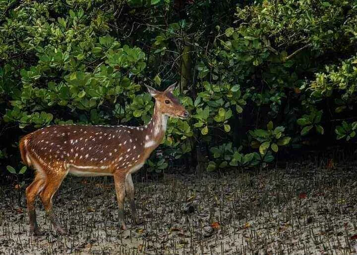 Sundarban Tour Package from Kolkata