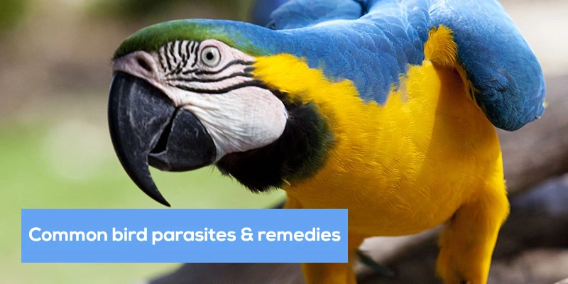 Common Bird Parasites and Remedies