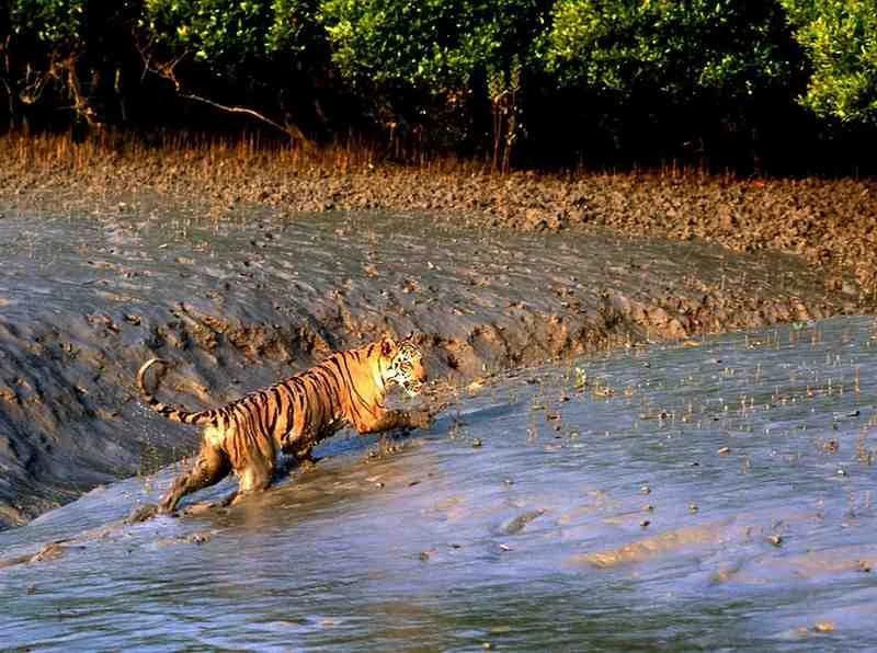 SUNDARBAN TOUR