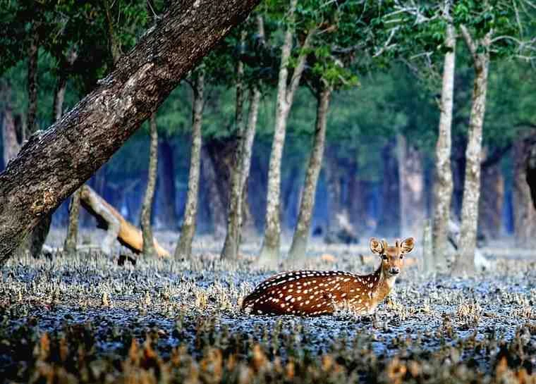 CHEAPEST SUNDARBAN TOUR PACKAGE