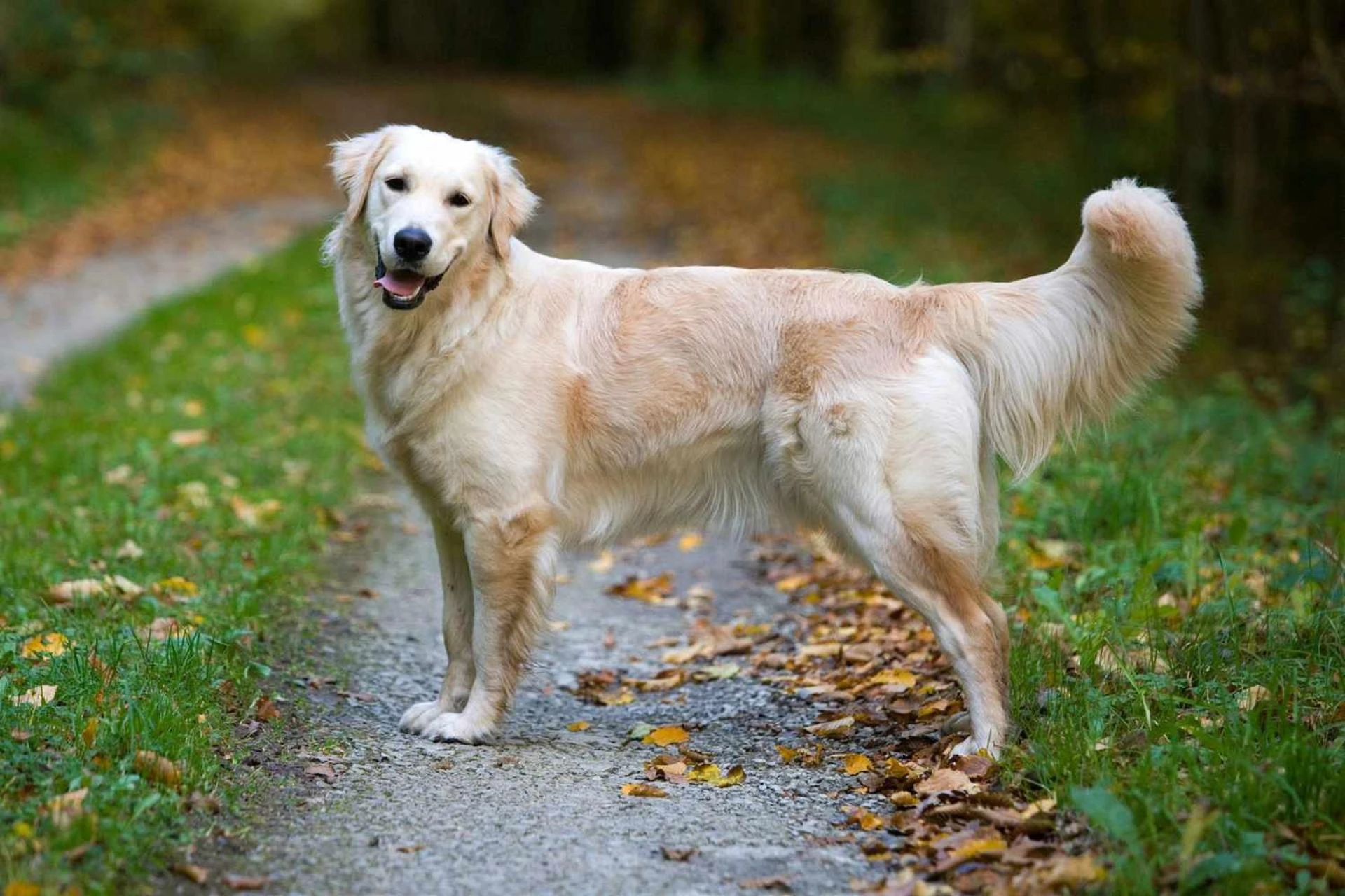 Top 5 Dog Breeds To Go Hunting With