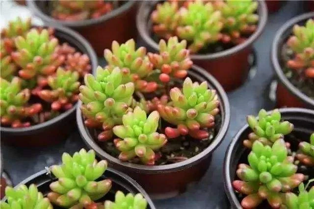 How to maintain potted plants at home