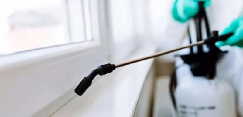 Pest Control Gold Coast