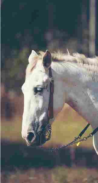 8 Things to Know About Equine Insurance