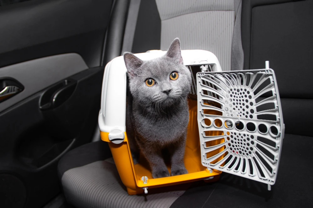 The Art of Cat Relocation: Why Professional Cat Shippers Matter