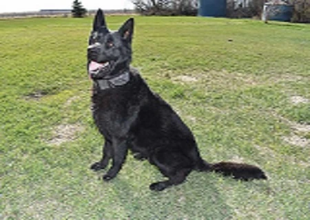 Finding a Black German Shepherd for Sale: What You Need to Know